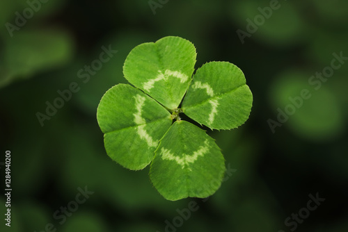 Billede på lærred Found a good luck four leaf clover standing out from meadow of green clovers
