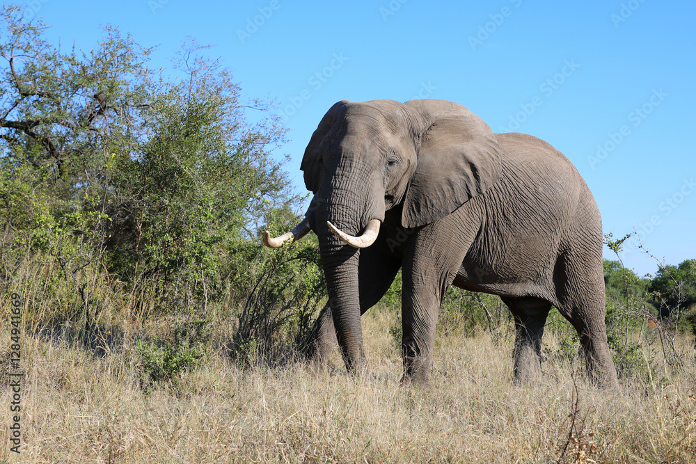 Afrikanischer Elefant / African elephant / Loxodonta africana Afrikanischer Elefant / African elephant / Loxodonta africana