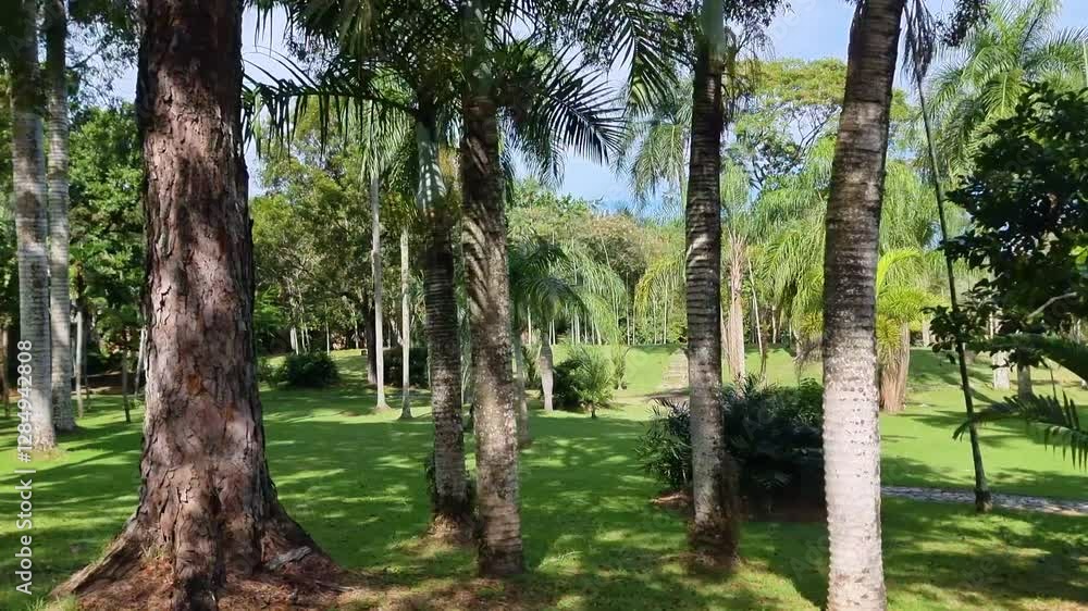Dominican Republic, Santo Domingo, Palm trees forest Dominican Republic, Santo Domingo, Palm trees forest