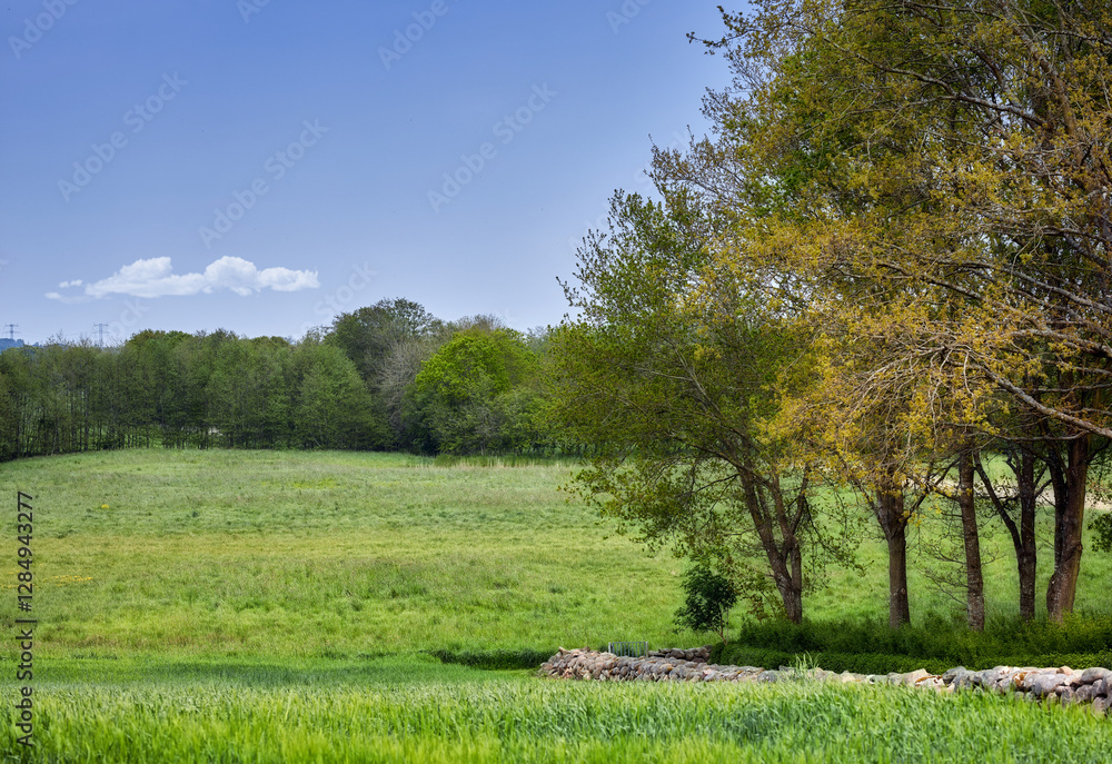 Grass, field and trees in landscape for growth, farmland or agriculture in Denmark countryside. Blue sky space, greenery or property in environment for farming, boundary wall or sustainable ecosystem Grass, field and trees in landscape for growth, farmland or agriculture in Denmark countryside. Blue sky space, greenery or property in environment for farming, boundary wall or sustainable ecosystem