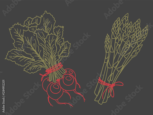 Illustration of organic farm fresh vegetables, asparagus and radish, turnip. Contour thin line in doodle style. green with red line, dark graphite background