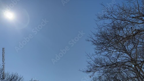 Sun Worship Trees along Winter Sky photo