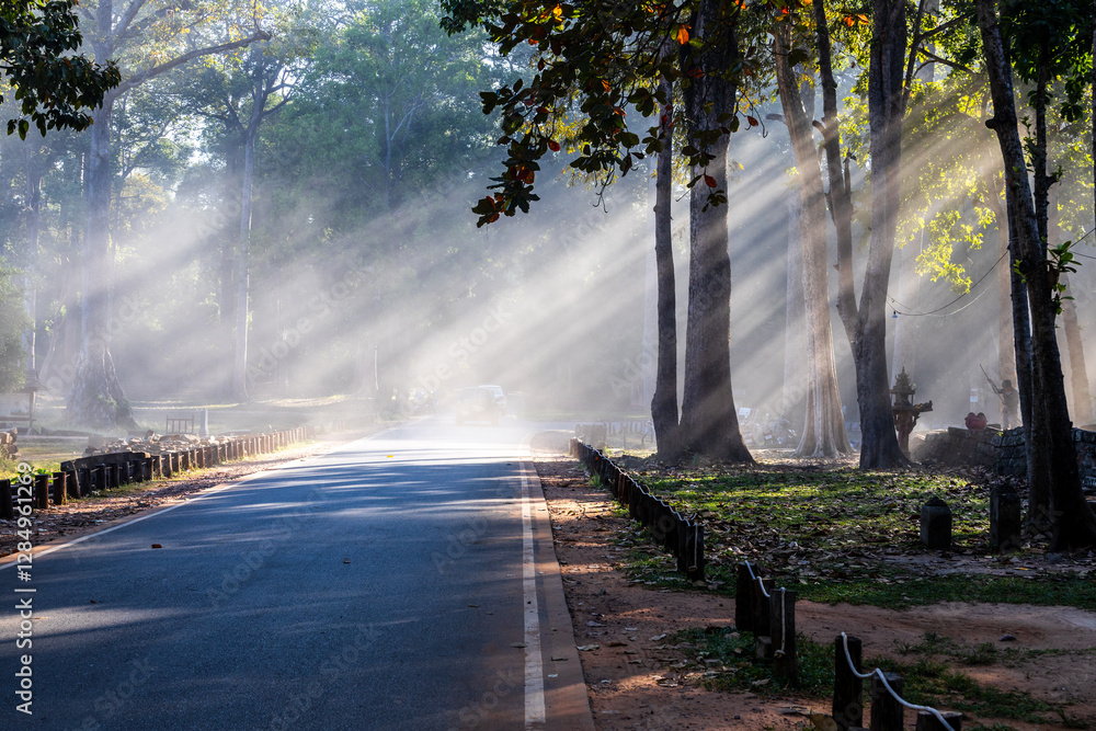 Naklejka premium Light Line. Dust in the air shows early morning sunlight filtered through trees at the side of a road near Bayon Temple, Siem Reap, Cambodia.