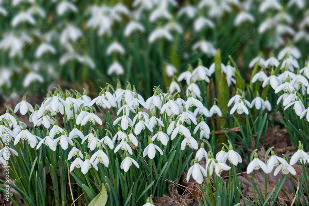 Obraz premium Snowdrop, natural outdoor and peace in botany, eco friendly environment and flowerbed for growth. Forest, blooming and public park for horticulture plants, sustainable wildlife and woods for harmony