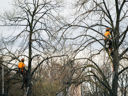Two arborists wearing bright orange safety gear are high in leafless trees, using tools to prune branches while secured with ropes and harnesses on a cloudy day.