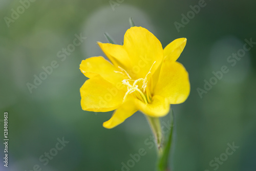 evening primrose