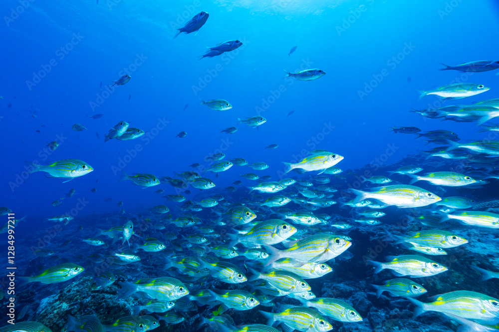 Fototapeta premium ノコギリダイの群れ 小笠原