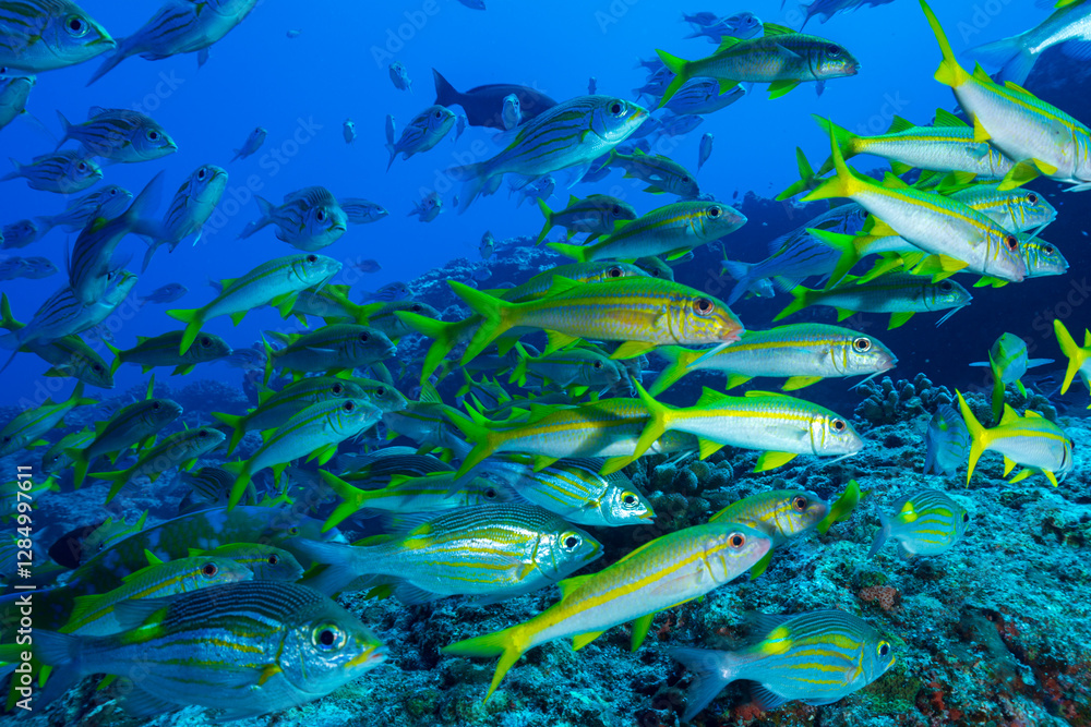 Fototapeta premium ノコギリダイの群れ 小笠原