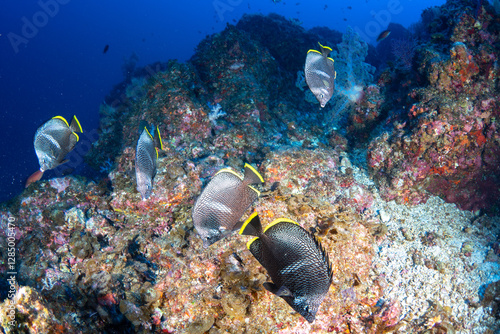 ユウゼン　小笠原