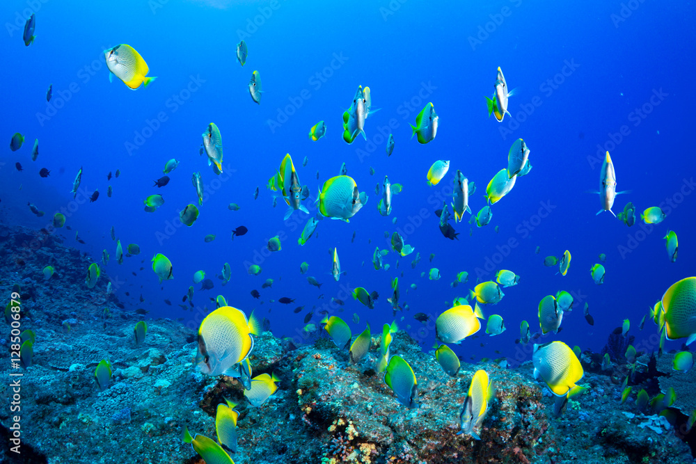 Naklejka premium コクテンカタギの群れ 小笠原 東京都