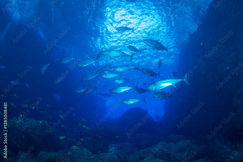 Fototapeta premium マグロ穴のイソマグロの群れ 小笠原 東京都