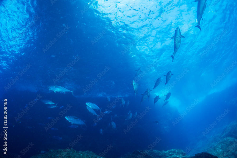 Fototapeta premium マグロ穴のイソマグロの群れ 小笠原 東京都