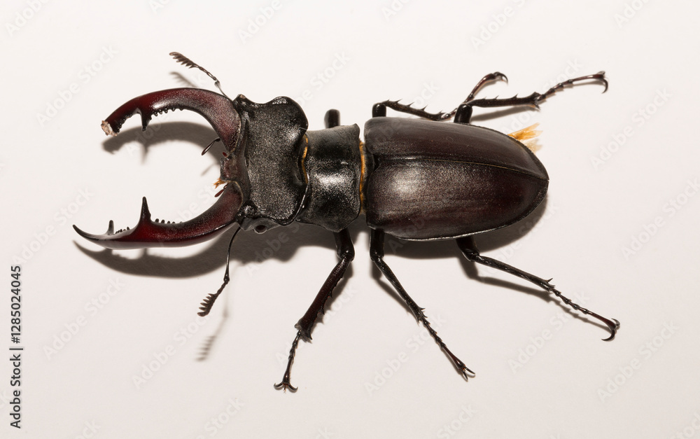 Lucanus cervus is the best-known species of stag beetle (family Lucanidae) in Western Europe. Imago, a male insect on, a white background. Lucanus cervus is the best-known species of stag beetle (family Lucanidae) in Western Europe. Imago, a male insect on, a white background.