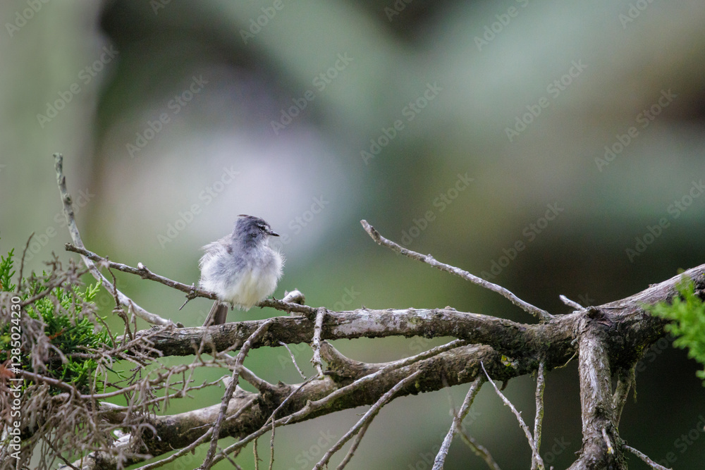 Fototapeta premium White crested Tyrannulet (Serpophaga subcristata) perched on a branch.