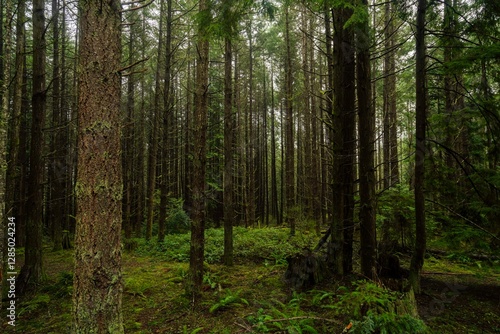 Moody, rainy nature scenes on Galiano Island, British Columbia photo