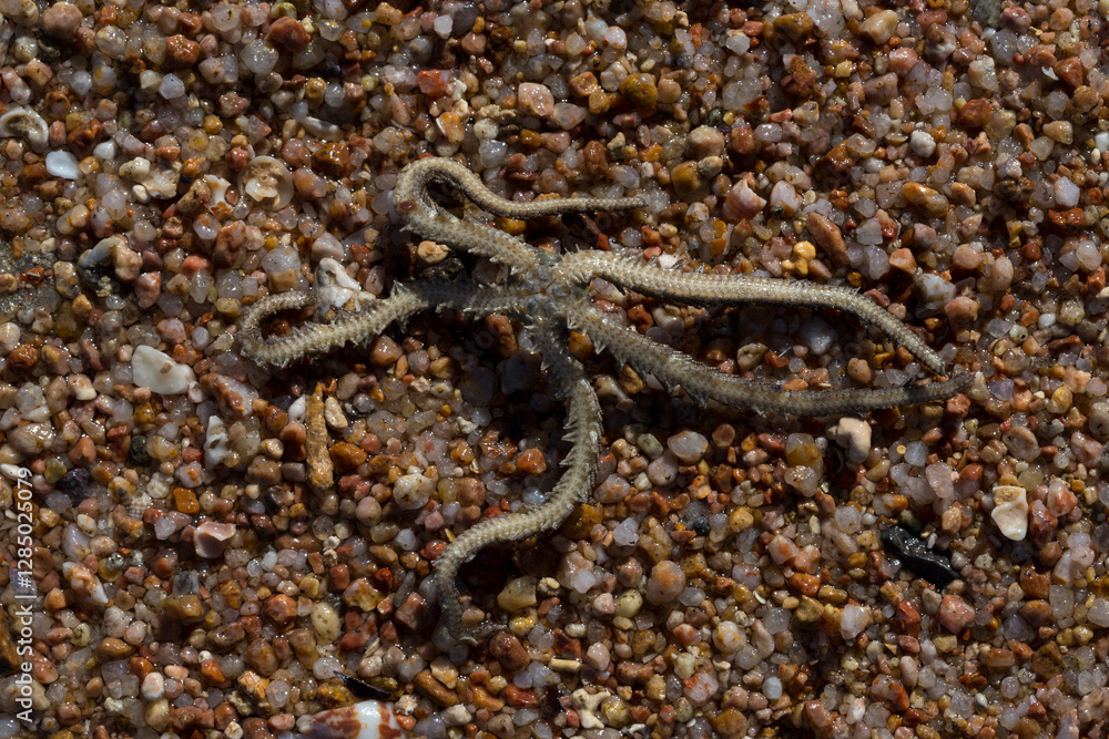 Fototapeta premium Ophiocoma scolopendrina in its natural habitat. African fauna of the Red Sea.