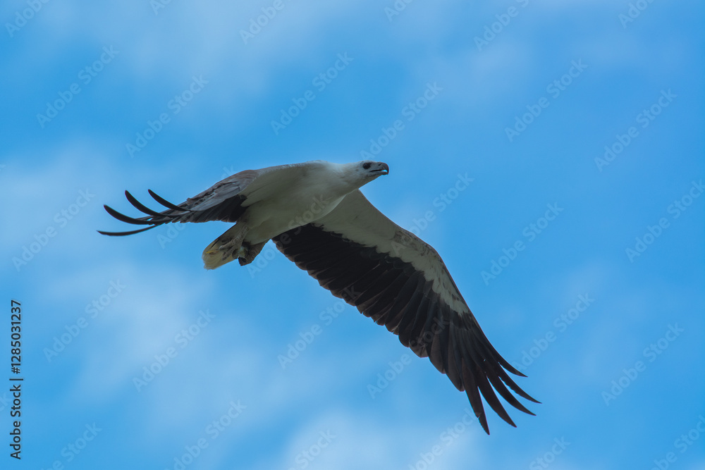 Fototapeta premium White-bellied sea eagle flying carrying hunted fish