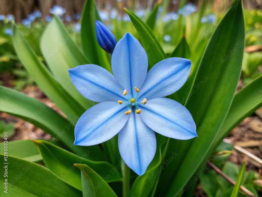 blue and white. flower, nature, flowers, white, pink, lily, spring, blossom, plant, bloom, flora, garden, beauty, yellow, floral, plumeria, summer, orchid, macro, tropical, petal, beautiful, closeup, blue and white. flower, nature, flowers, white, pink, lily, spring, blossom, plant, bloom, flora, garden, beauty, yellow, floral, plumeria, summer, orchid, macro, tropical, petal, beautiful, closeup,