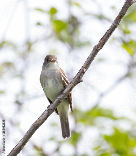 Alder Flycatcher perched on a branch in Ontario in spring photo