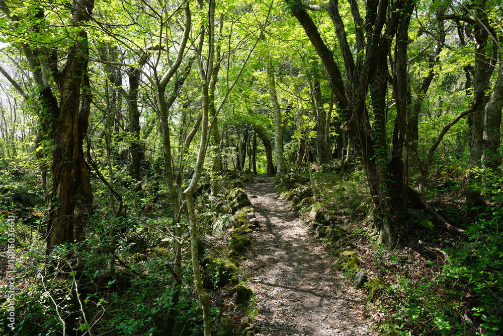 fine path in refreshing forest
fine path in refreshing forest