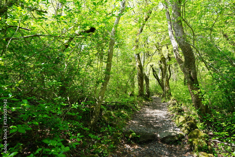 fine path in refreshing forest
fine path in refreshing forest