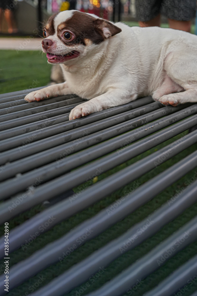 Chihuahua dog daydreaming in the park Chihuahua dog daydreaming in the park