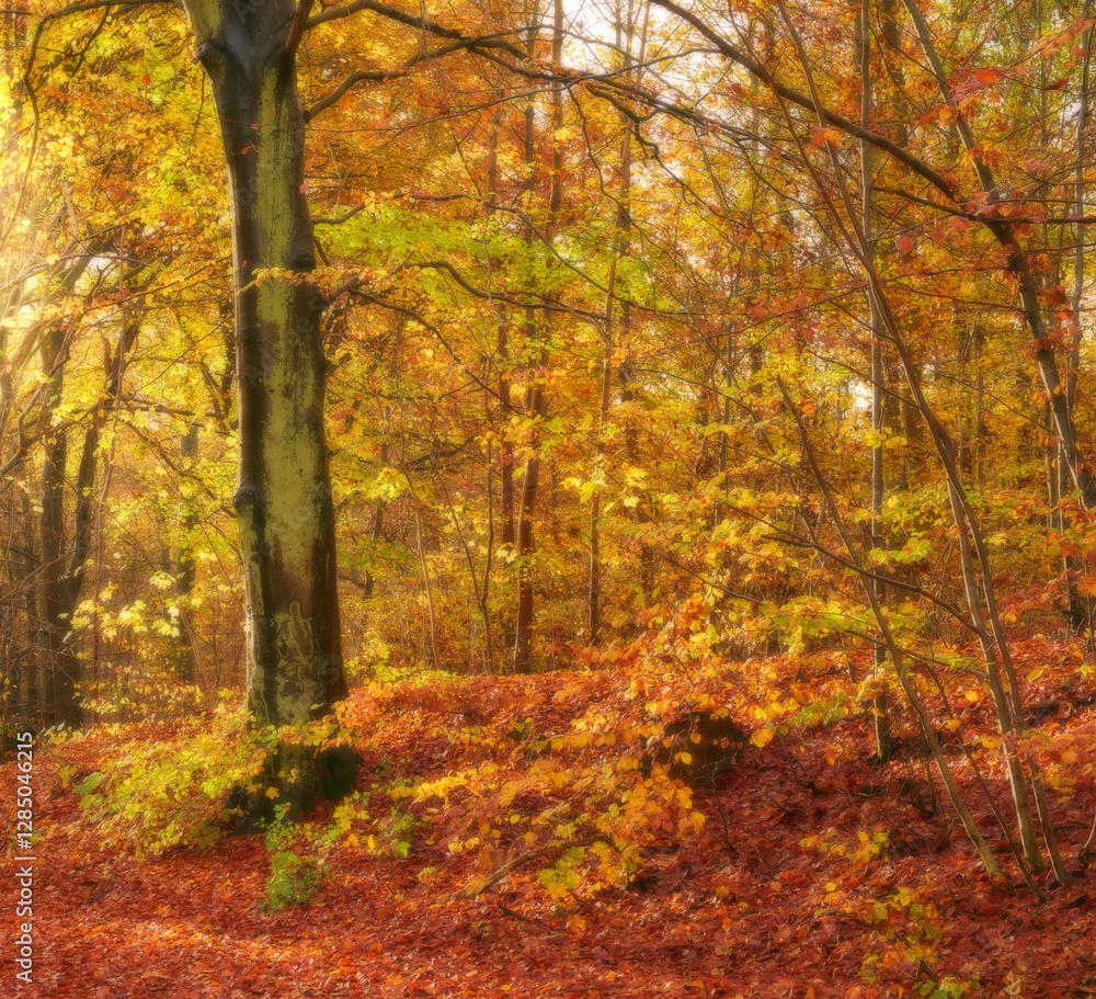 Autumn, earth and leaves with trees in forest for change of season or conservation. Background, environment and nature with fall scenery outdoor in wilderness or woods for ecosystem or wallpaper Autumn, earth and leaves with trees in forest for change of season or conservation. Background, environment and nature with fall scenery outdoor in wilderness or woods for ecosystem or wallpaper