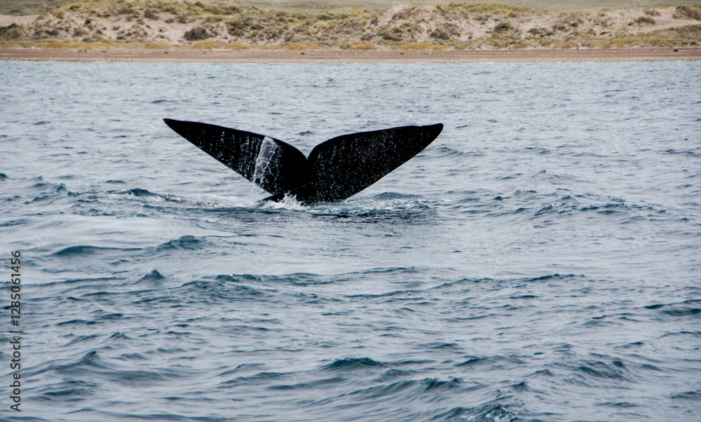 Fototapeta premium sighting of the southern right whale in the Valdés Peninsula, argentine Patagonia.
