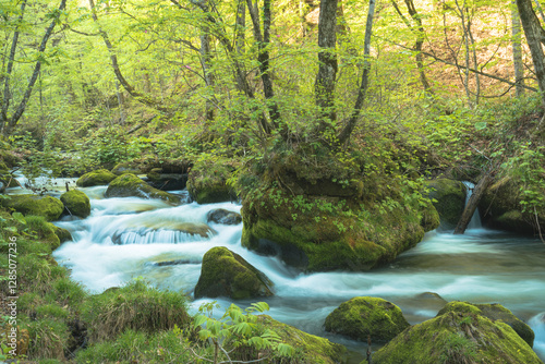 waterstream in the forest