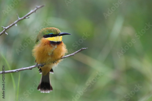 Zwergspint / Little bee-eater / Merops pusillus photo