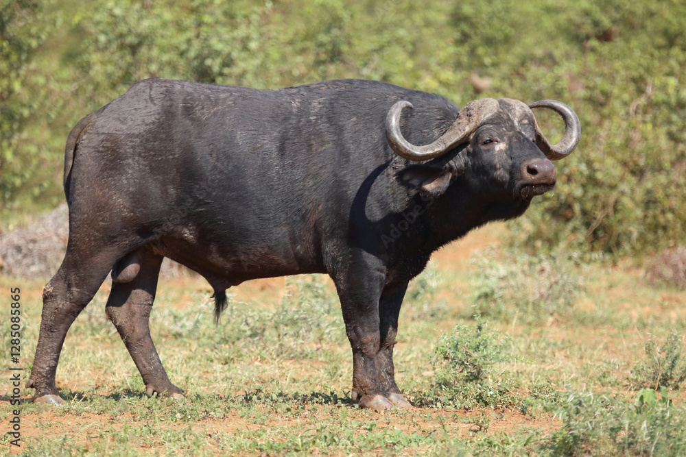 Kaffernbüffel / African buffalo / Syncerus caffer Kaffernbüffel / African buffalo / Syncerus caffer