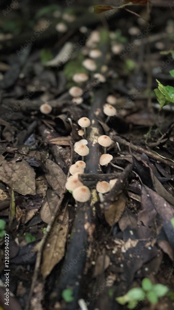 mushrooms in the forest mushrooms in the forest