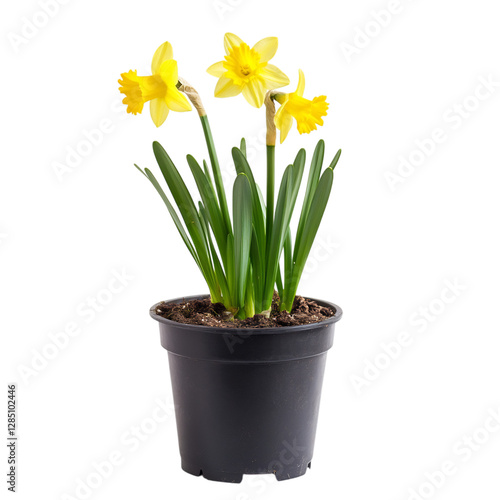 Wallpaper Mural A Small Potted Daffodil Plant with Bright Yellow Flowers Isolated on Transparent Background Torontodigital.ca