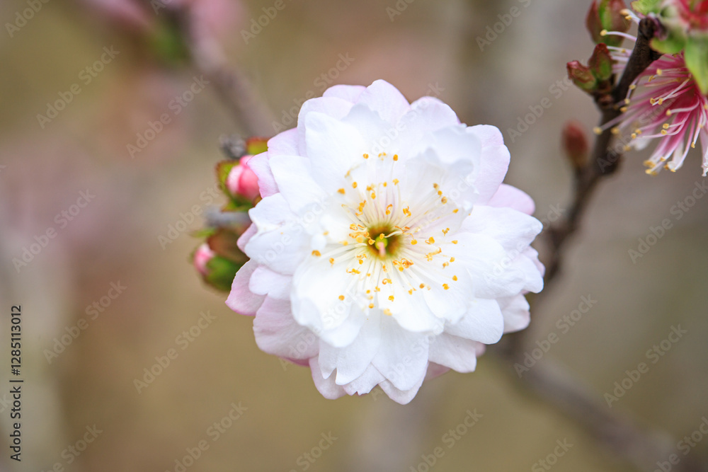 Close Up of Prunus Japonica Blossom with Delicate Petals Close Up of Prunus Japonica Blossom with Delicate Petals