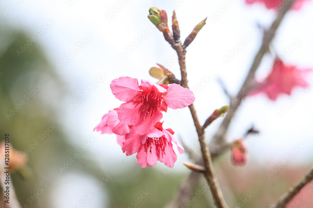Vibrant Pink Cherry Blossoms in Full Bloom Vibrant Pink Cherry Blossoms in Full Bloom
