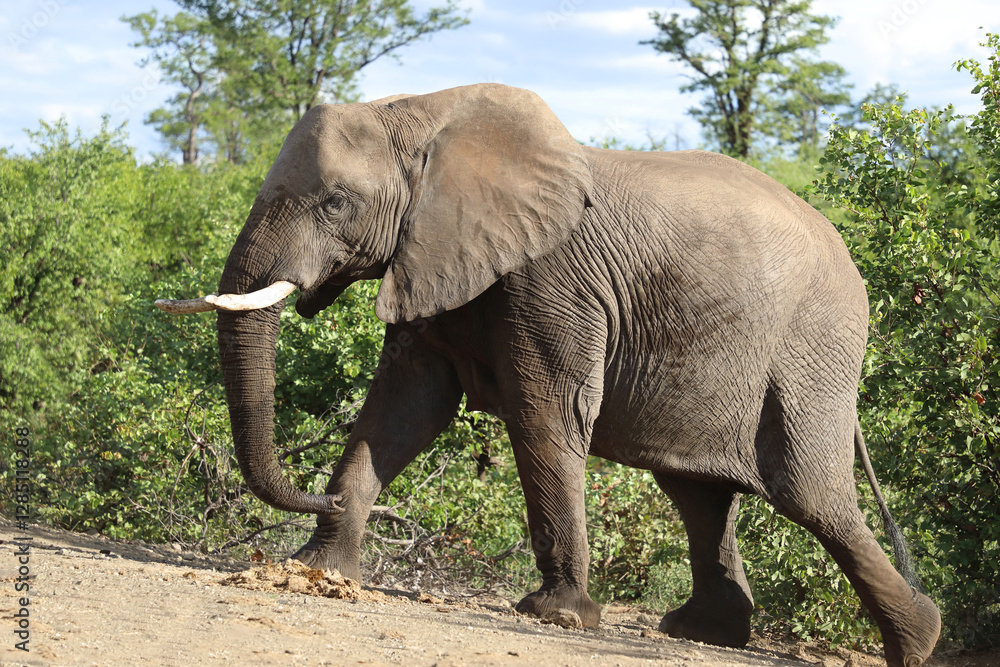 Fototapeta premium Afrikanischer Elefant / African elephant / Loxodonta africana