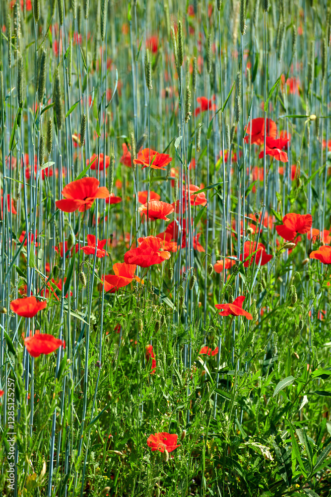 Fototapeta premium Green, nature and wallpaper with flowers outdoor in countryside for growth or sustainability. Background, detail and environment with poppies growing closeup in field for Papaver rhoeas or ecology