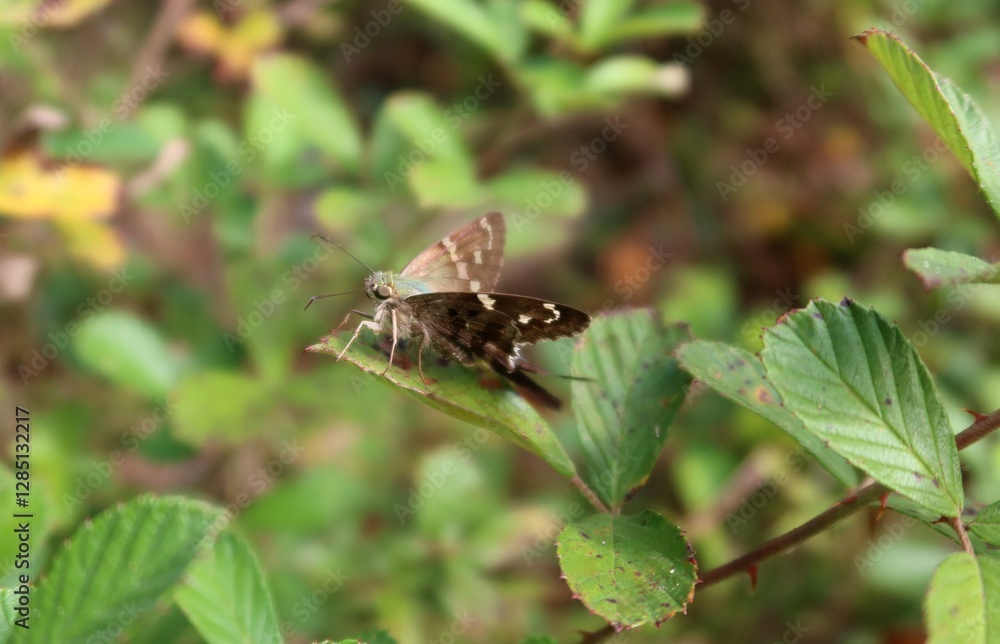 Long-tailed tropical butterfly on green leaf in Florida nature Long-tailed tropical butterfly on green leaf in Florida nature