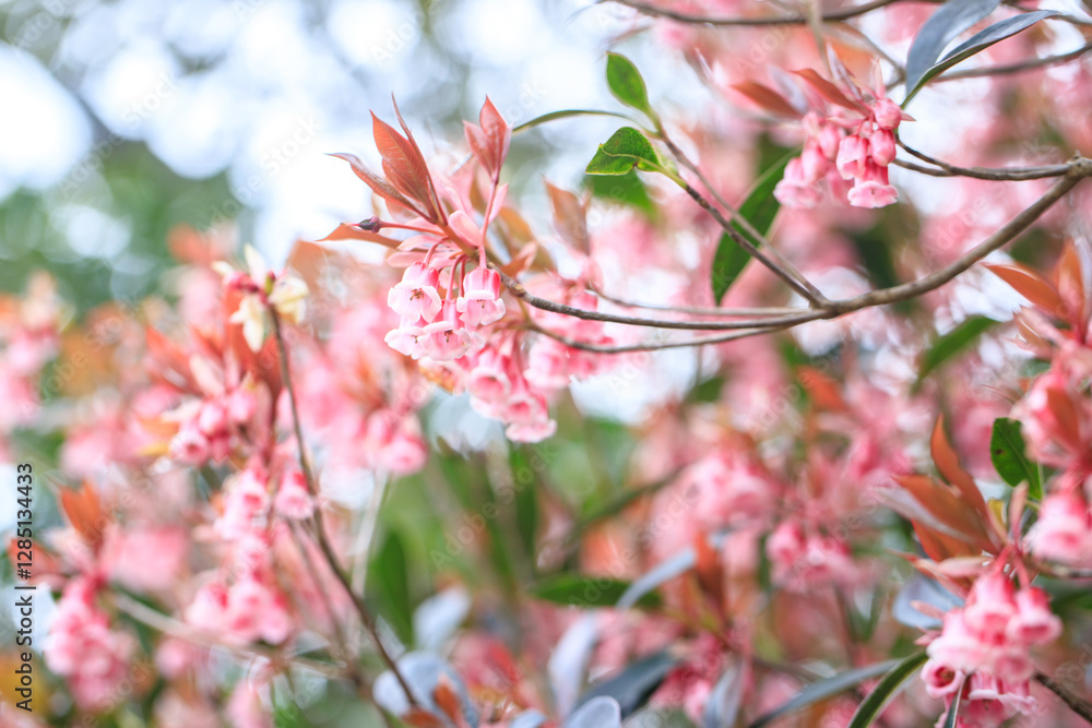 The Chinese New Year Flower, Delicate Pink Enkianthus Blossoms with Warm-Tinted Leaves The Chinese New Year Flower, Delicate Pink Enkianthus Blossoms with Warm-Tinted Leaves