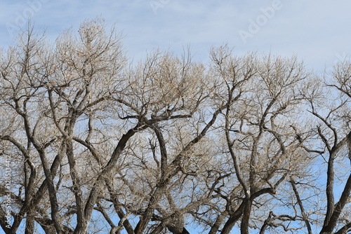 Wyoming winter, trees with no leaves. photo