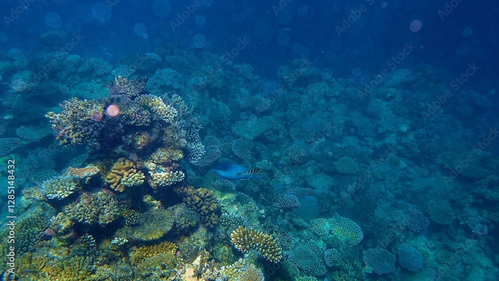 An underwater view reveals a lively coral reef, showcasing various corals and a swimming fish. Bright sunlight penetrates the clear waters, enhancing the colors and details of marine life An underwater view reveals a lively coral reef, showcasing various corals and a swimming fish. Bright sunlight penetrates the clear waters, enhancing the colors and details of marine life