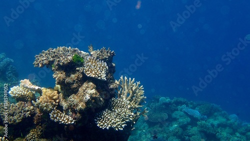 Colorful corals flourish in the clear blue sea, showcasing diverse marine life and intricate formations. This peaceful underwater environment is serene and alive with natural beauty