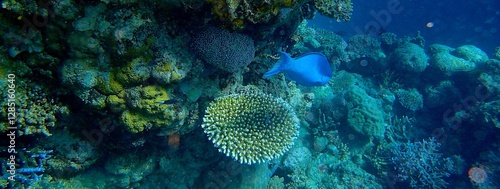 Bright coral formations stretch across the seafloor, with a blue fish swimming nearby. Sunlight penetrates the water, illuminating the colorful ocean environment