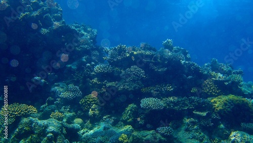 Colorful coral formations populate the ocean floor, creating a stunning undersea landscape. Sunlight filters through the water, illuminating the marine ecosystem