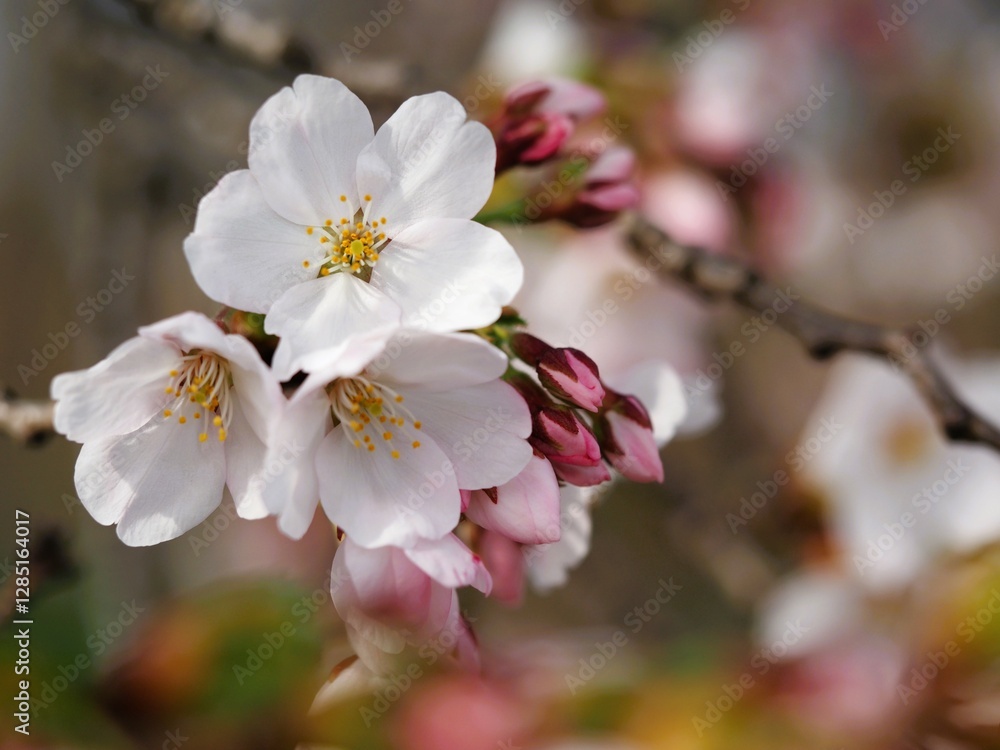 春の花 桜 ソメイヨシノ
