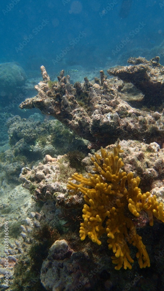 Fototapeta premium Exploring the underwater world, a rich coral reef displays an array of yellow and orange corals among rocky structures in sunlit waters, creating a serene aquatic habitat