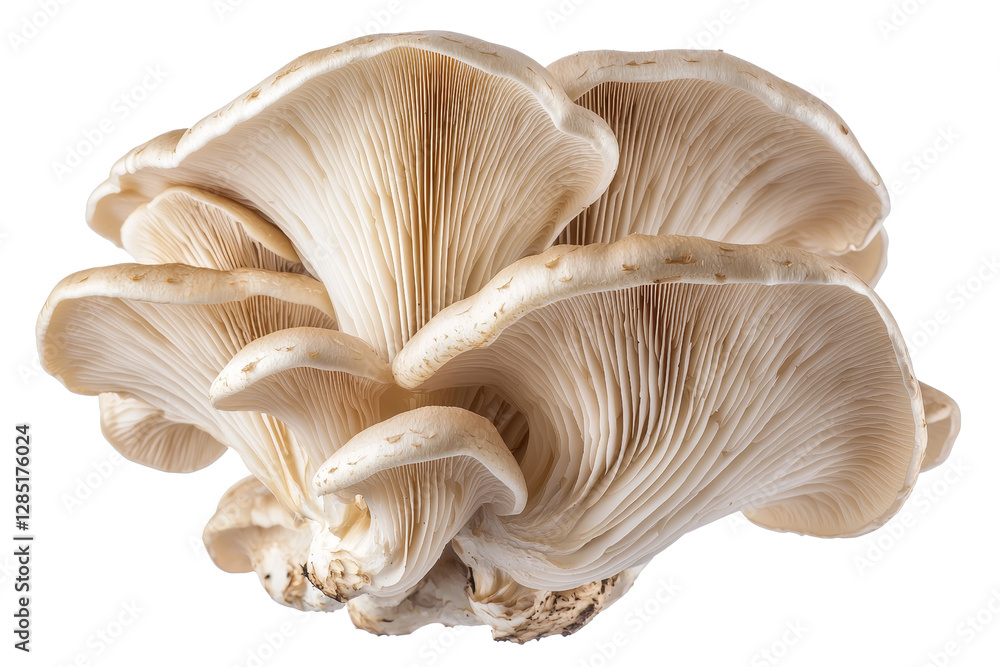 Fresh Oyster Mushroom with Delicate Gills and Creamy Coloration Fresh Oyster Mushroom with Delicate Gills and Creamy Coloration