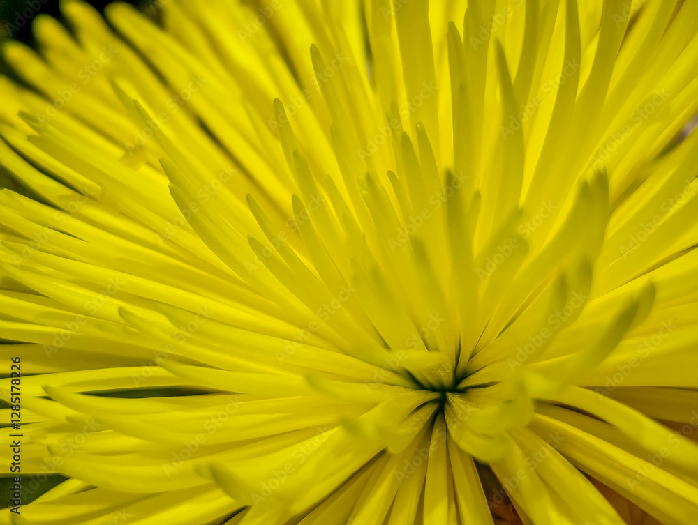 クローズアップ菊の花 クローズアップ菊の花