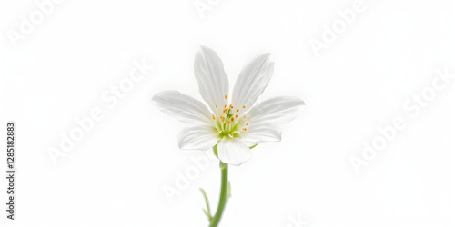 Wallpaper Mural white flower isolated on transparent background cutout Torontodigital.ca