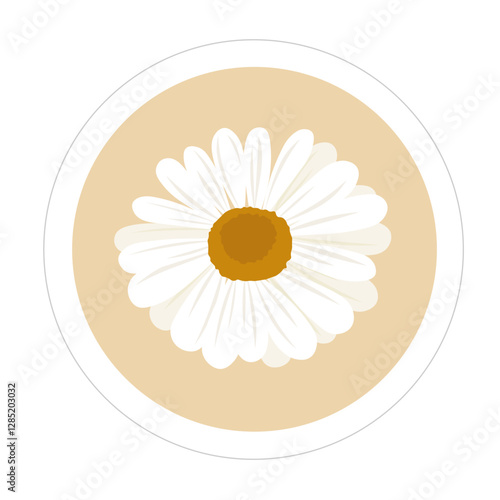 camomile on white background